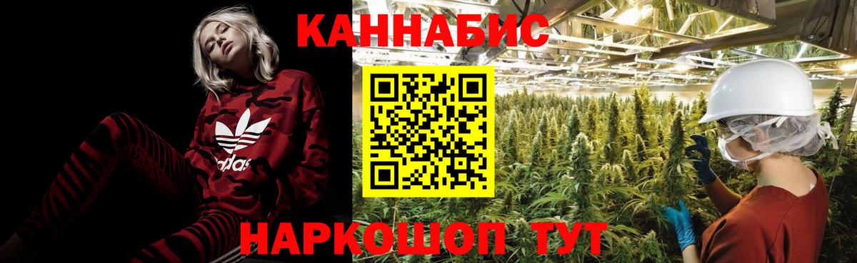 Конопля планчик Черняховск